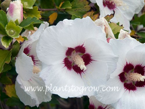 Helena Rose of Sharon has large white flowers with a reddish center.